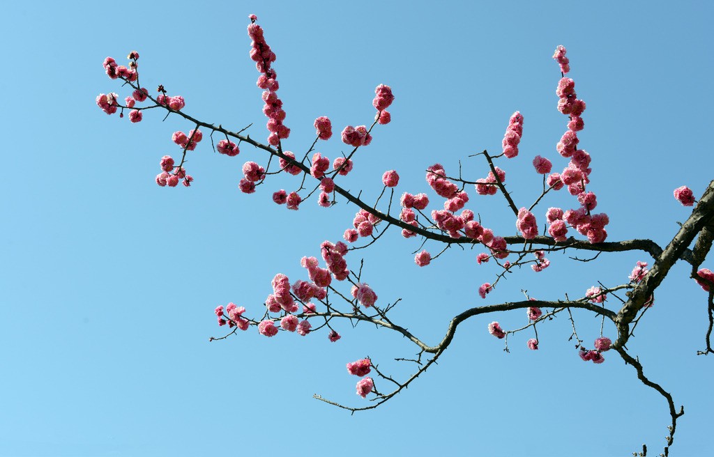 傲霜斗雪的梅花.jpg